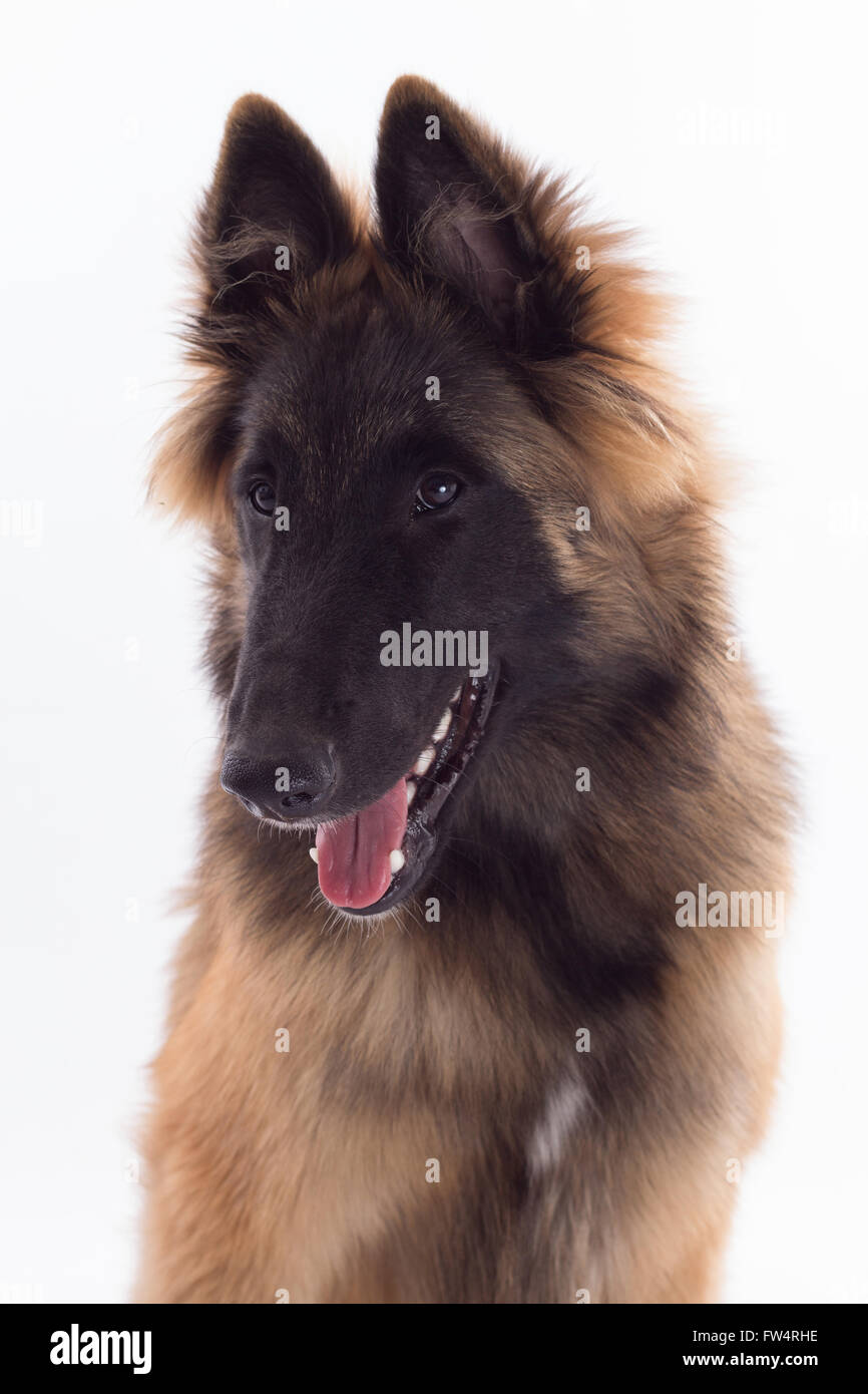 Belgischer Schäferhund Tervuren Hund Welpe, sechs Monate alt, Kopfschuss, isoliert auf weißem Studio-Hintergrund Stockfoto
