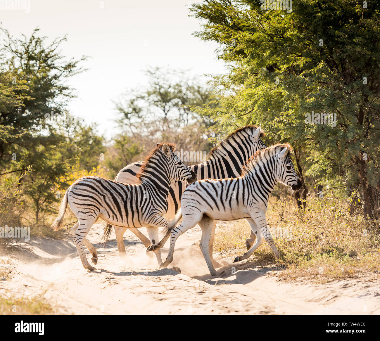 Zebra-Familie mit Baby Zebra in Botswana, Afrika Stockfoto