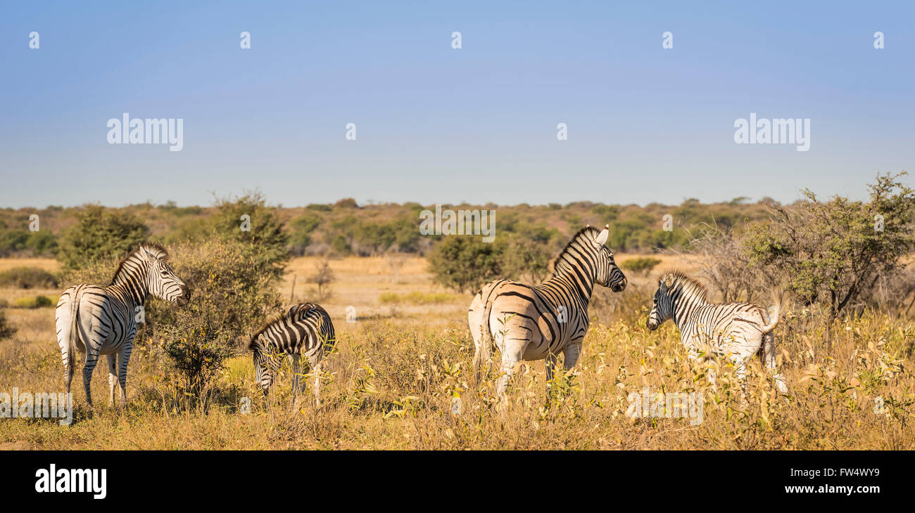 Zebra-Familie mit Baby Zebra in Botswana, Afrika Stockfoto