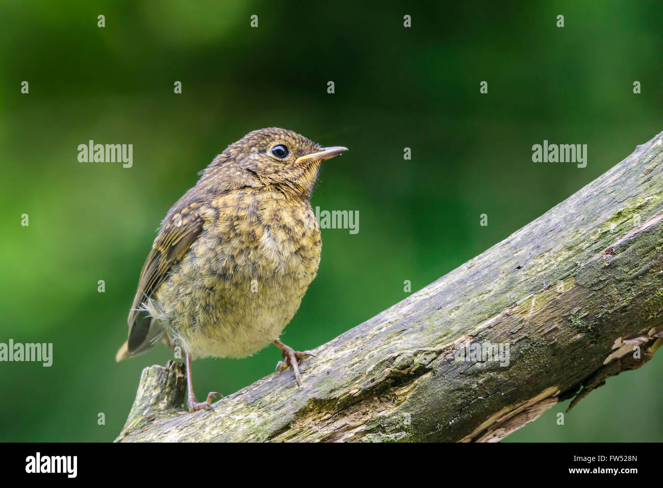 Junge Jugendliche Robin hocken auf einem Ast Stockfoto