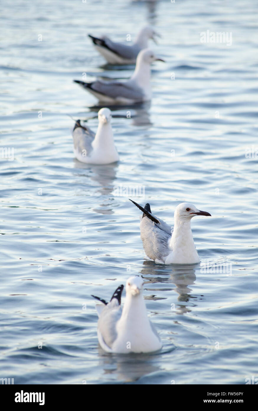 Fünf Möwen in Folge auf dem Wasser. Alle aufgereiht, außer einem - Rutsch gegen die Masse gehen Ihren eigenen Weg. Stockfoto