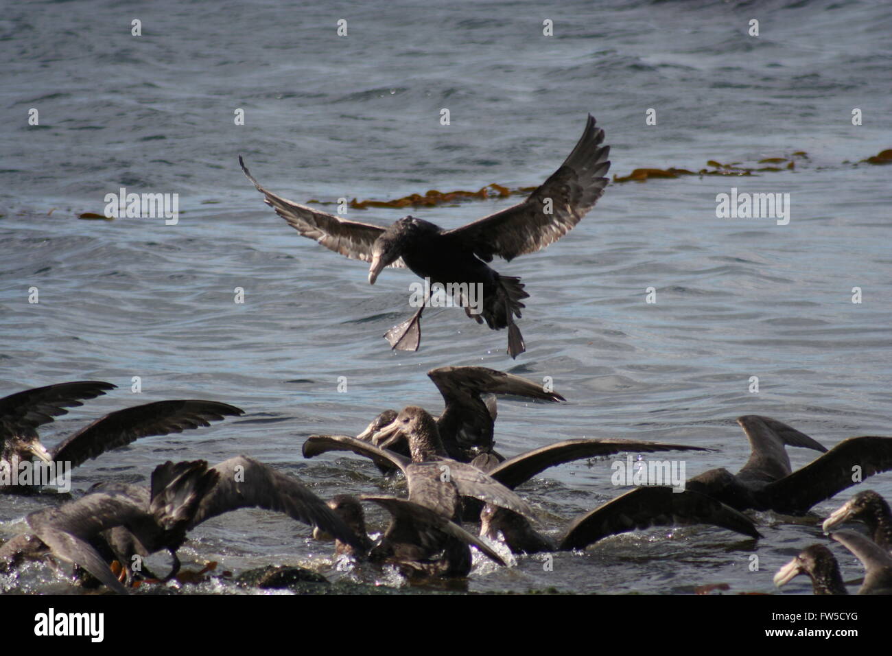 Südliche große Sturmvögel Falkland-Inseln britisches Überseegebiet Stockfoto