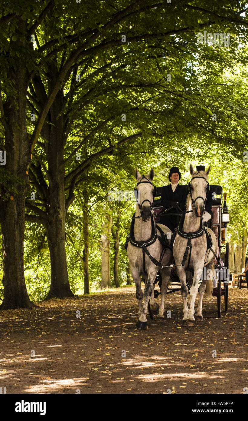 Viktorianische Trainer mit weißen Pferde und Fahrer im Zylinderhut, nähert sich durch Allee von Bäumen, Kenwood House, Hampstead London Stockfoto