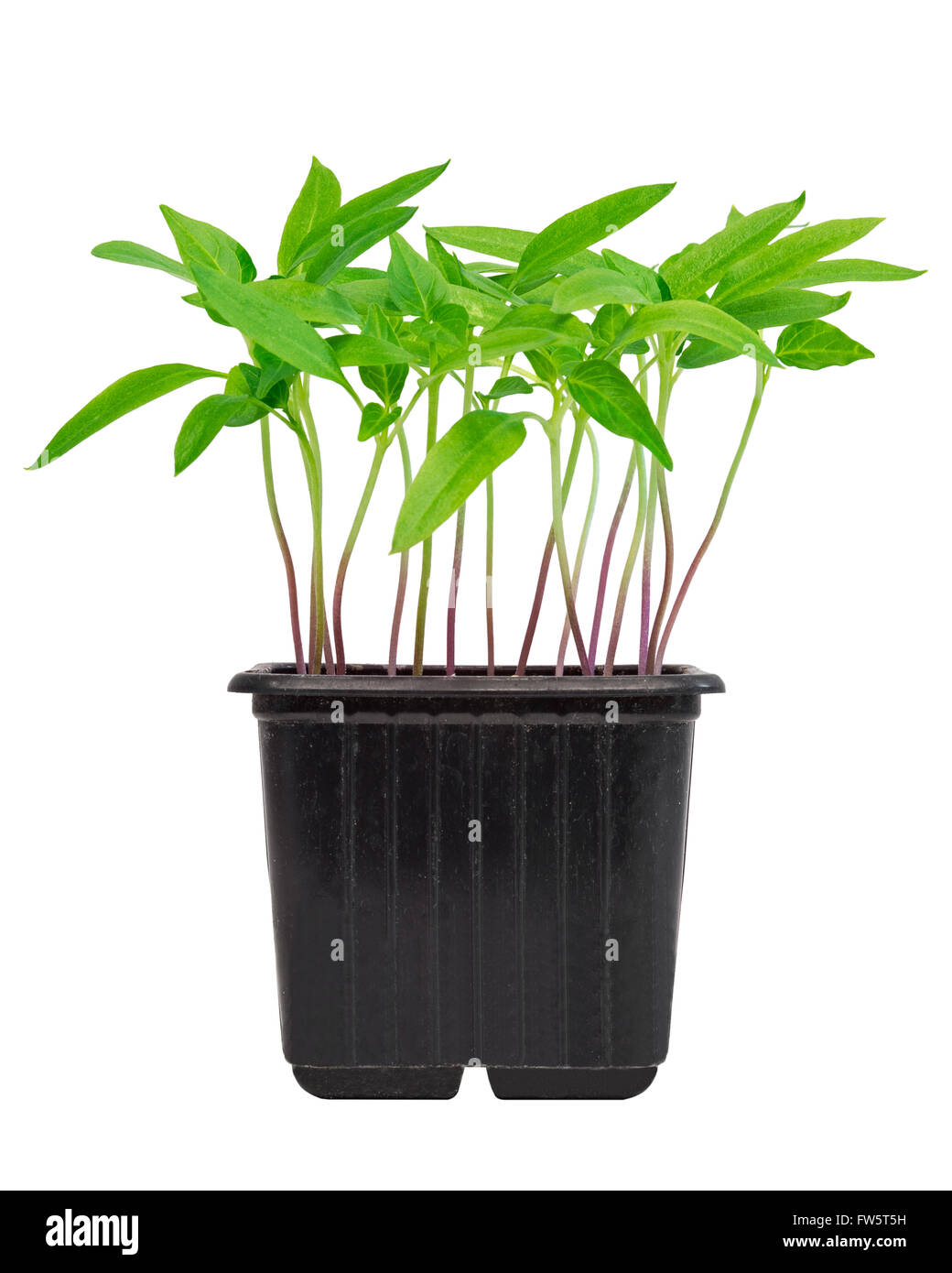 Pfeffer-Sämlinge im Topf auf weißen Hintergrund isoliert Stockfoto