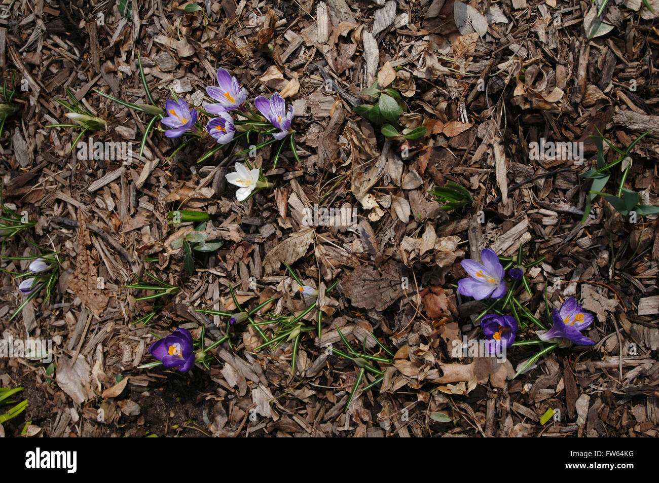 Lila Lavendel Krokusblüten Lebenszeichen neuer Frühling Stockfoto