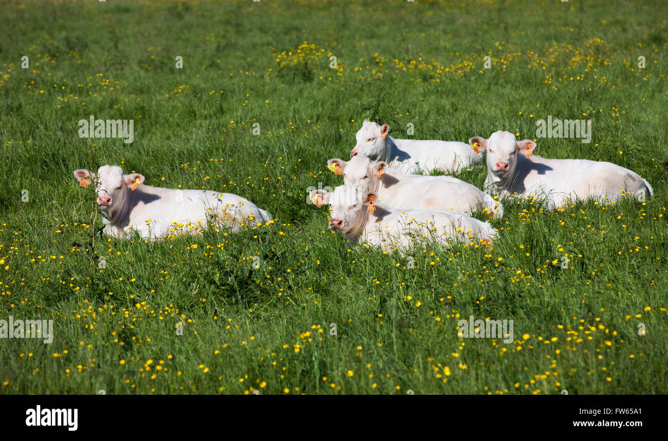 Charolais Rinder, Kälber, die auf einer Wiese liegend, Bretagne, Frankreich Stockfoto