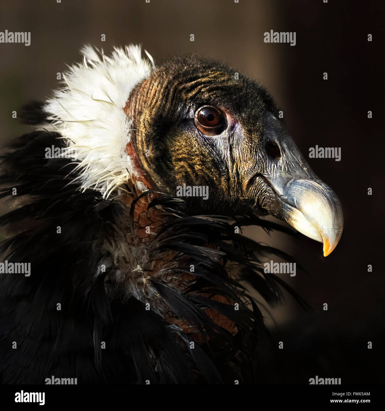 Andenkondor (Vultur Kondor), Weiblich, Porträt, in Gefangenschaft Stockfoto