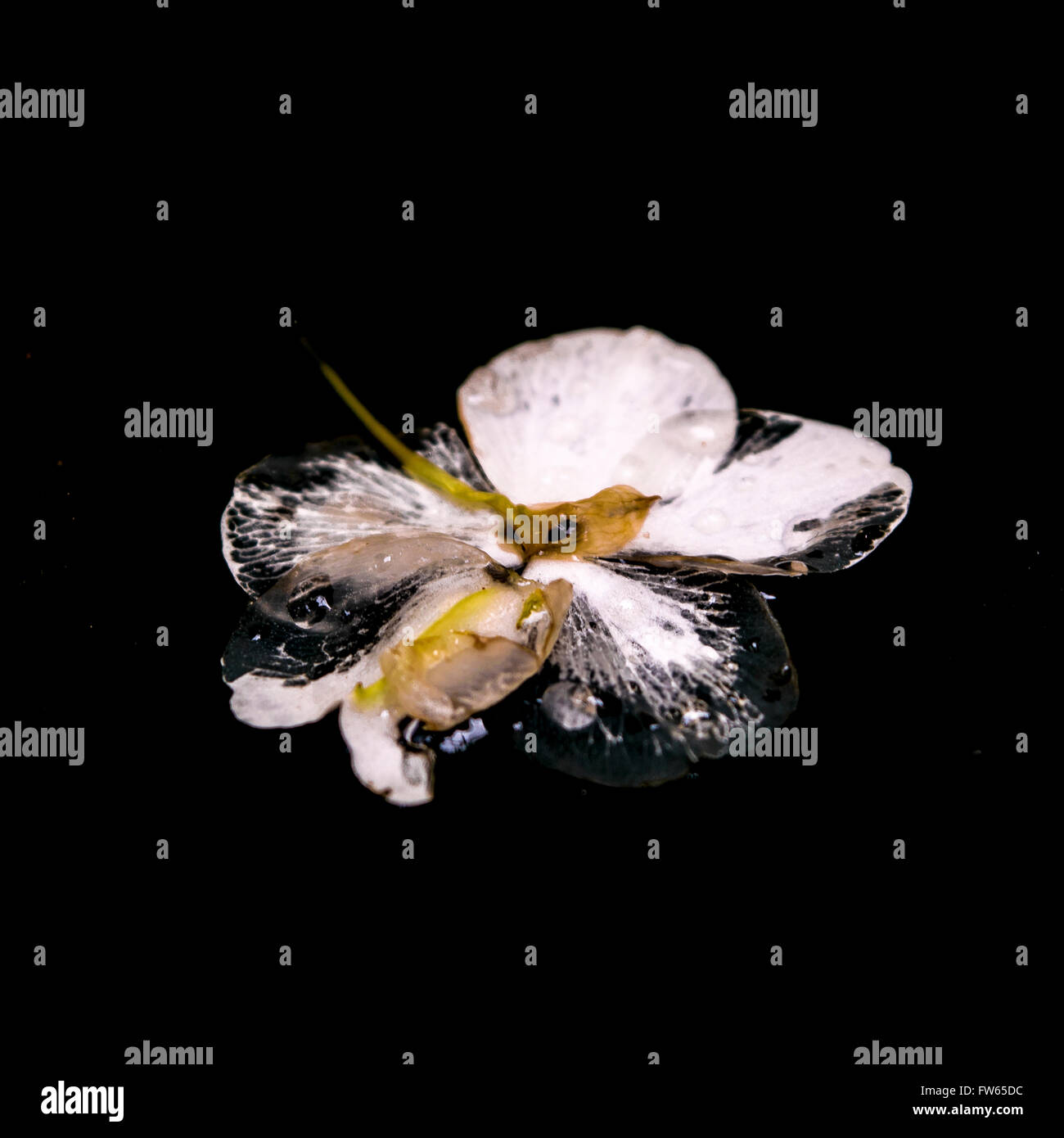 Perspektive hohen Winkel Schuss von nassen tot Blüten mit weißen Blütenblättern auf schwarzem Hintergrund. Stockfoto