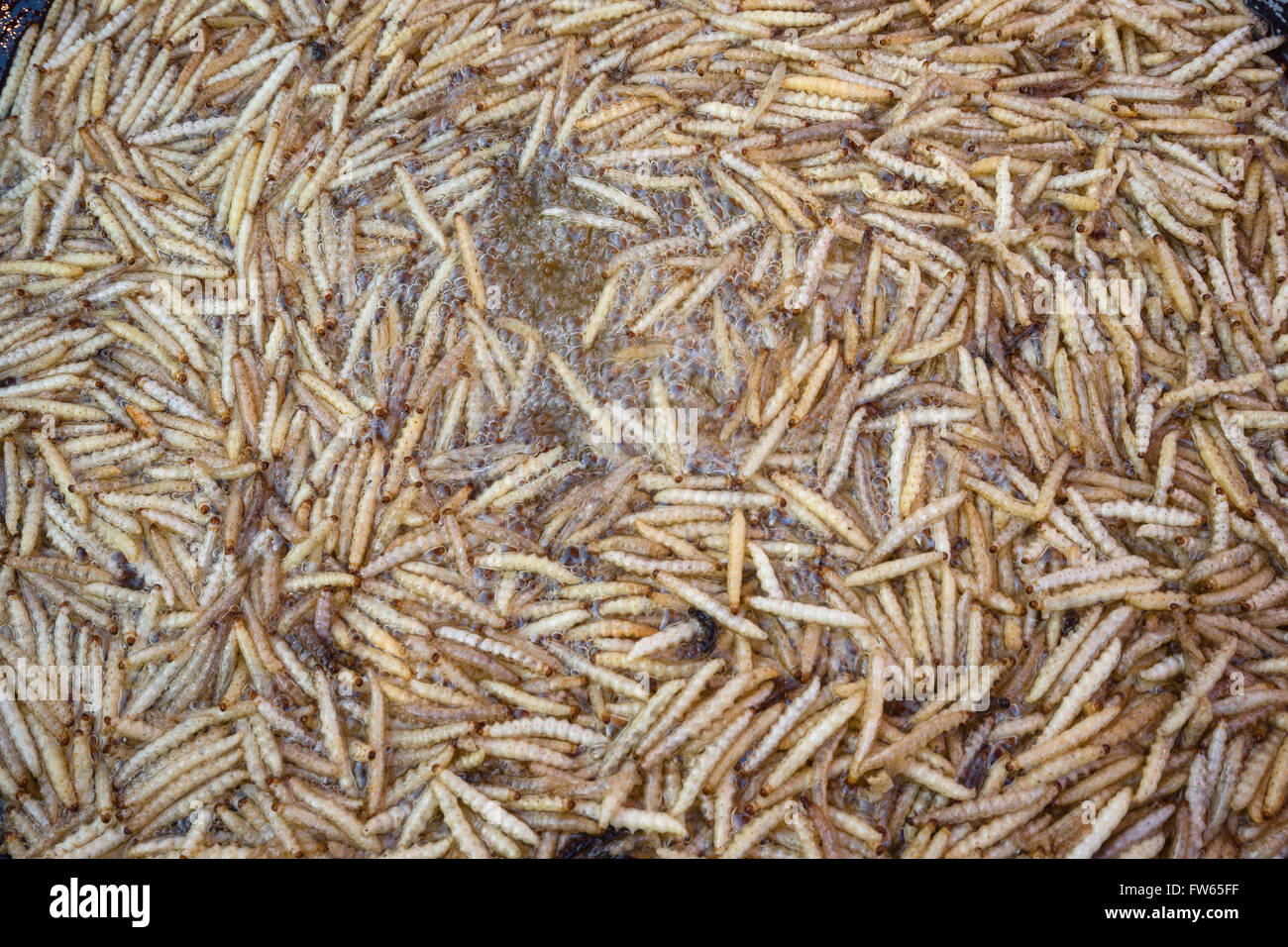 Gebratener Bambus Wrmer auf einen Markt, essbare Insekten, thailndische  Kche, Spezialitt, Thailand Stockfotografie - Alamy