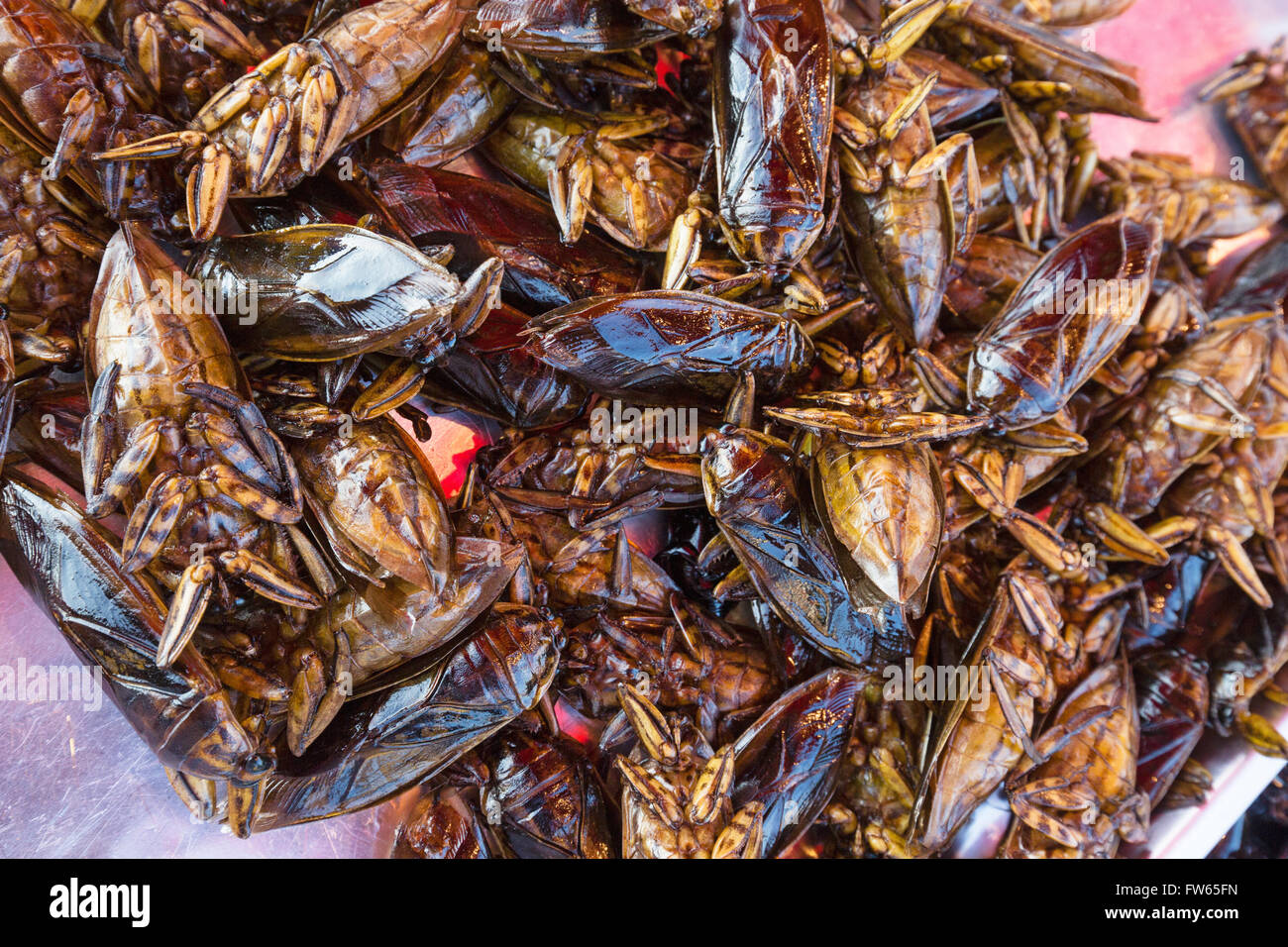 Mangda, frittierte Wasserwanzen (Lethocerus Indicus) auf einem Markt ...