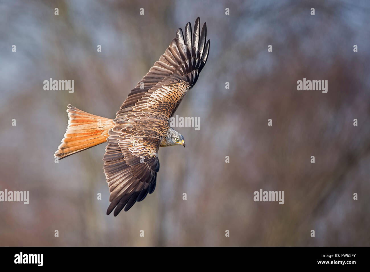 Rotmilan (Milvus Milvus) im Flug, mittlere Elbe-Biosphärenreservat, Sachsen-Anhalt, Deutschland Stockfoto