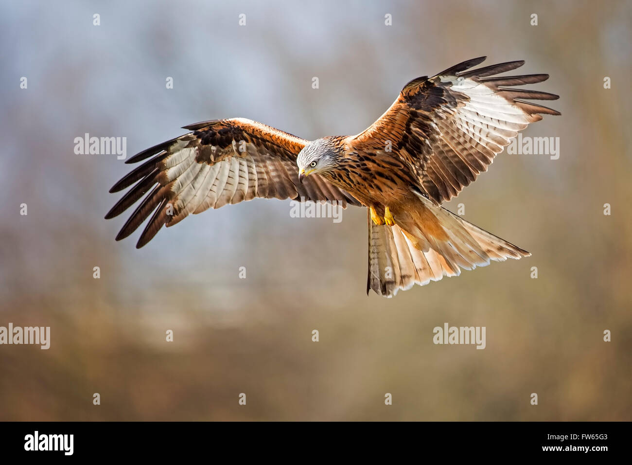 Rotmilan (Milvus Milvus) im Flug, mittlere Elbe-Biosphärenreservat, Sachsen-Anhalt, Deutschland Stockfoto