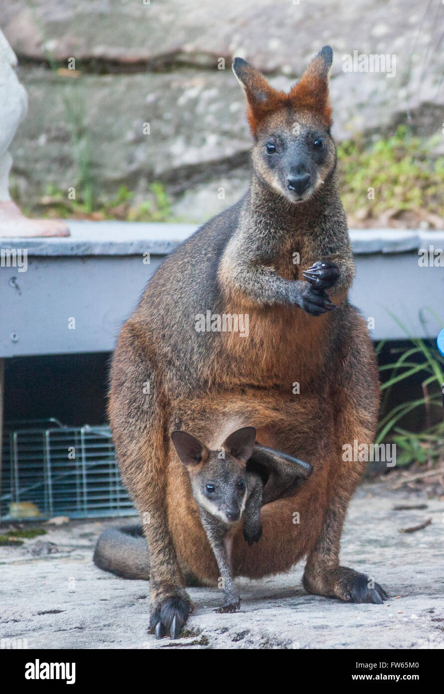 Swamp Wallaby Mama mit Joey Besuch einen inländischen Hinterhof auf der Suche nach Nahrung Stockfoto