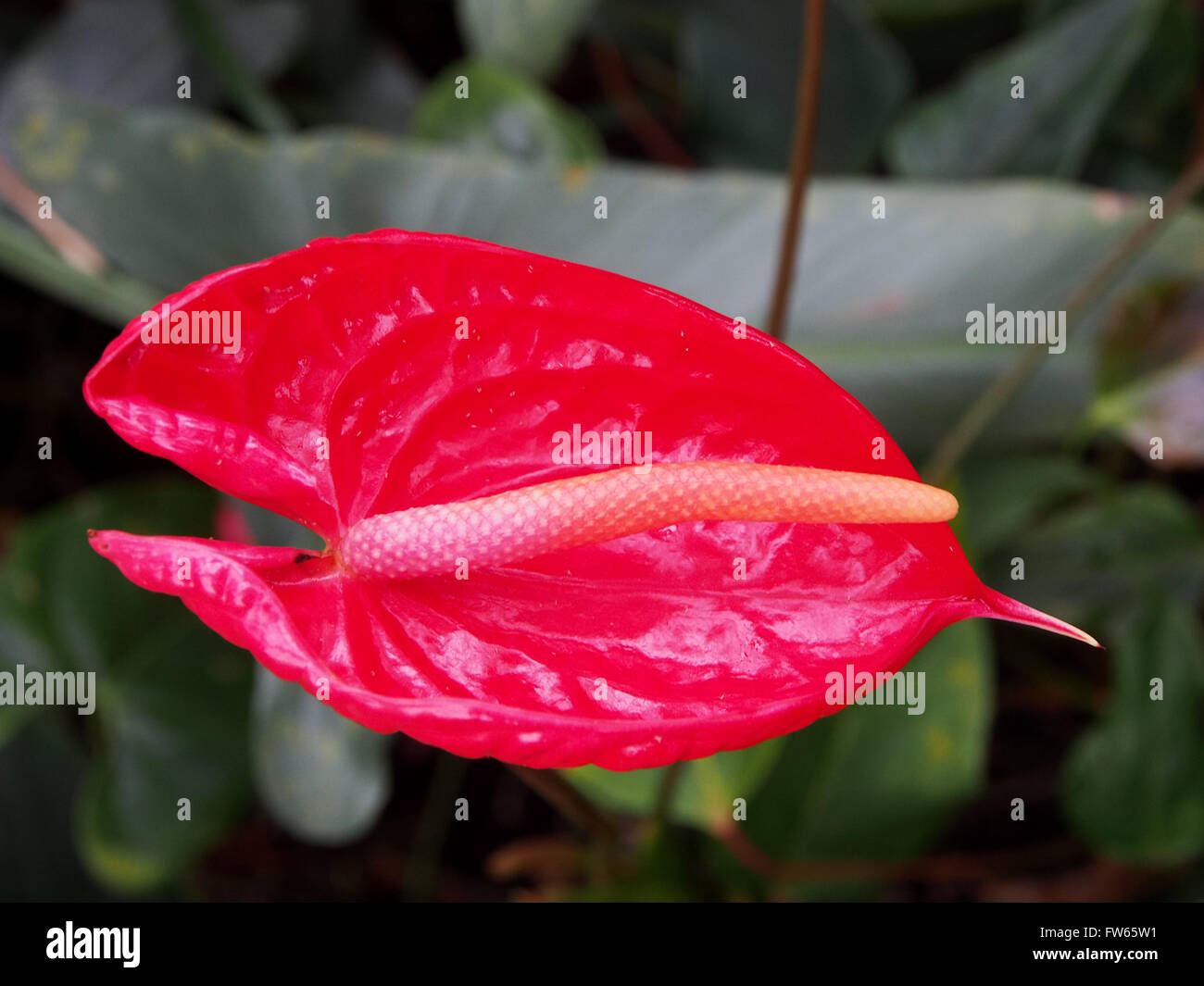 Anthurium hybrid -Fotos und -Bildmaterial in hoher Auflsung  Alamy