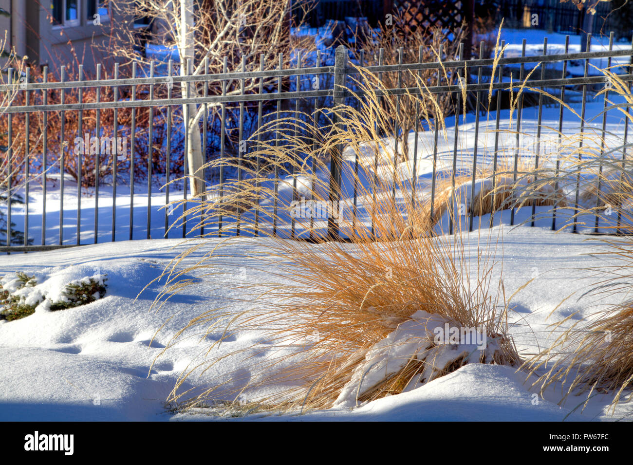 Karl Foerster Reed Federgras im Schnee Stockfoto