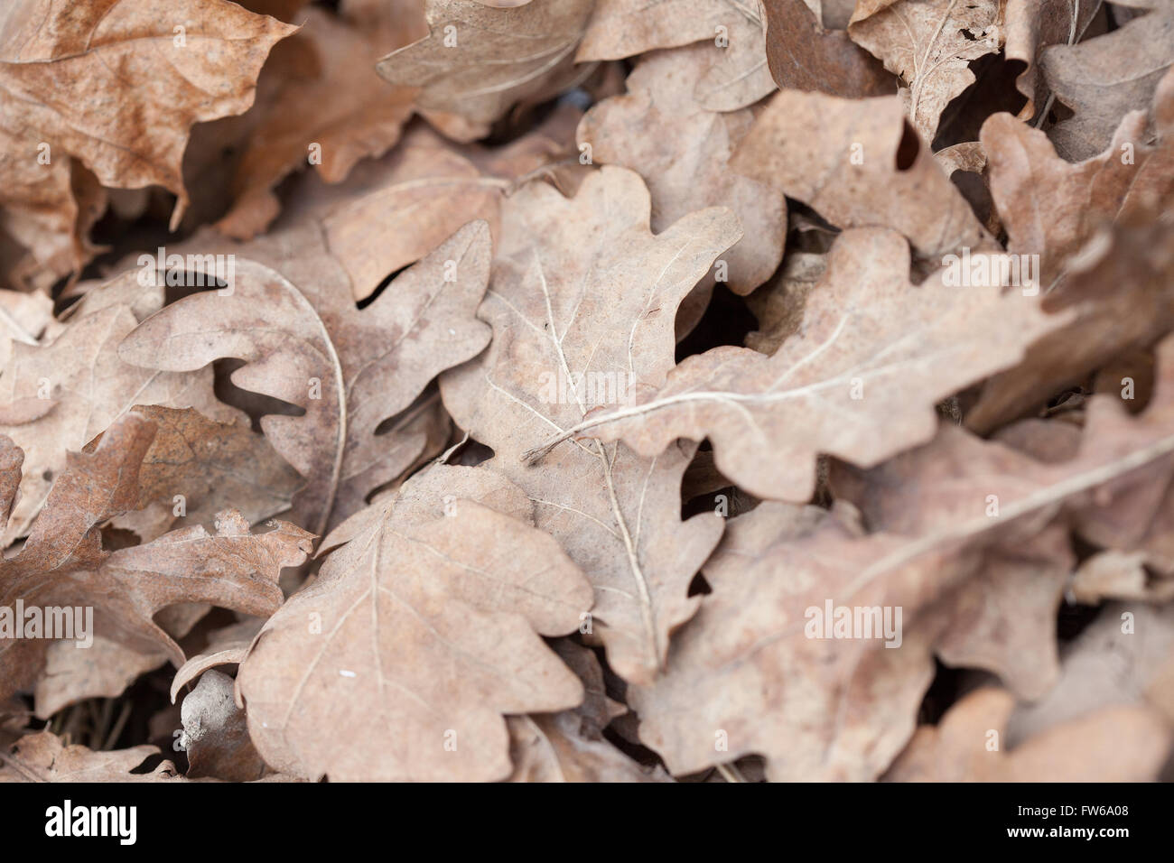 Eichenlaub, Makrofoto gefallen Stockfoto