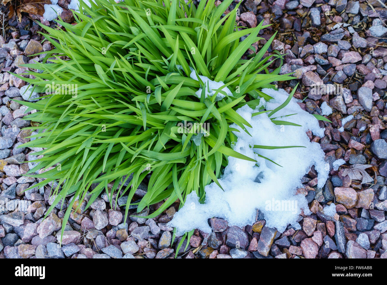 Frühjahr das Wachstum von Pflanzen mit einem Haufen Schnee gegen es in ein Blumenbeet. Kansas, USA. Stockfoto