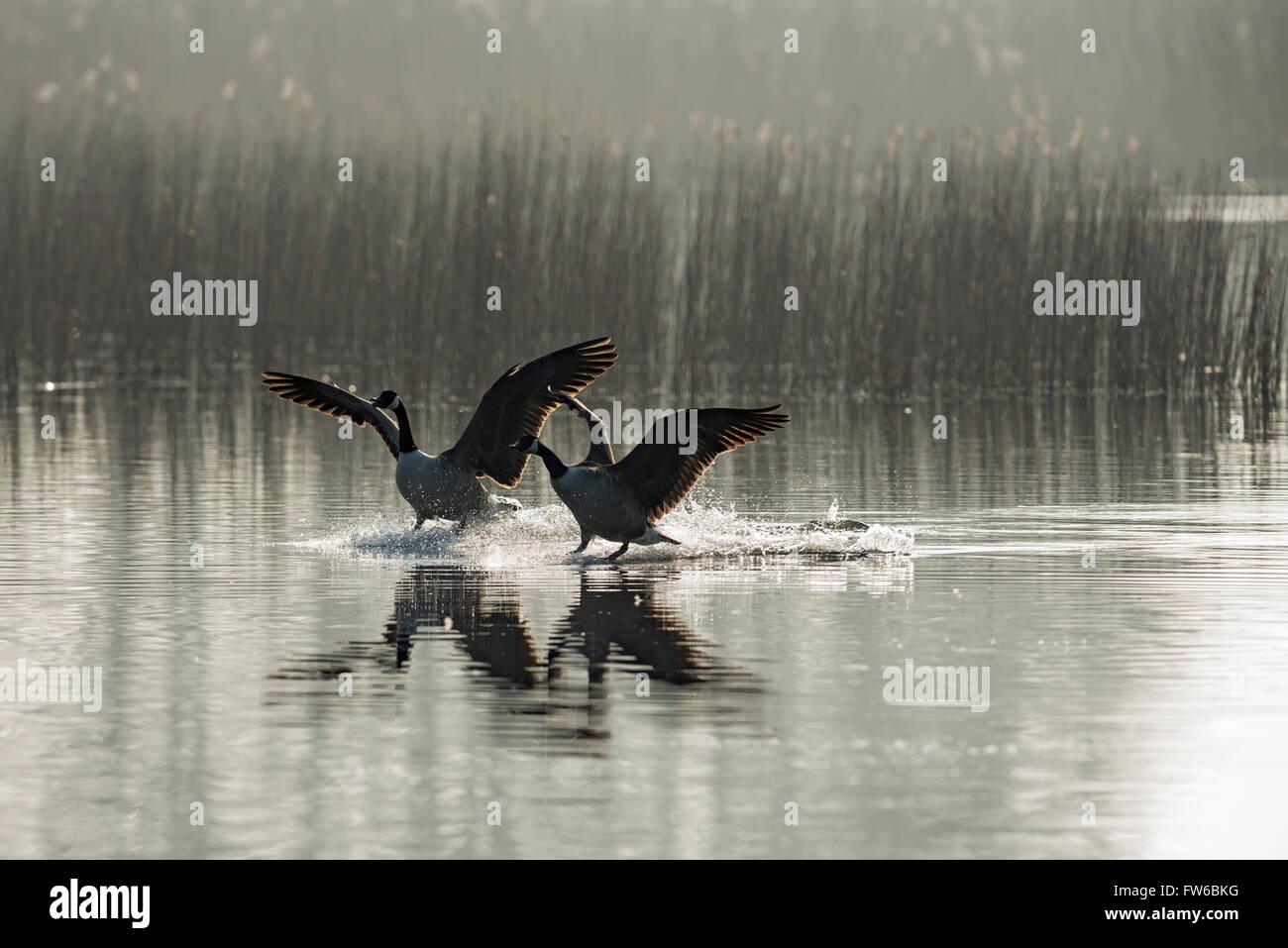 Kanadagänse kommen für eine Wasserlandung Stockfoto