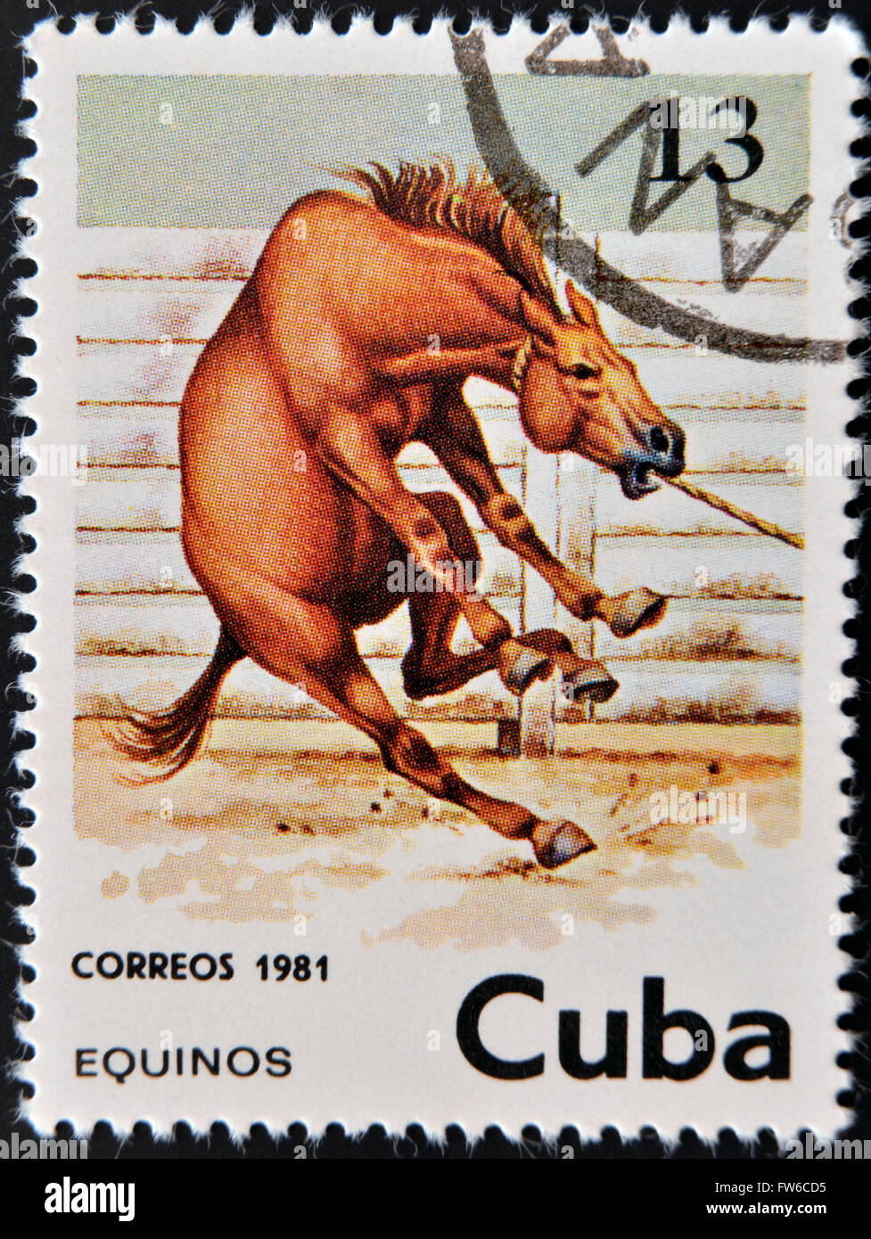 Kuba - ca. 1981: Eine Briefmarke gedruckt in Kuba zeigt eine Pferd, ca. 1981 Stockfoto