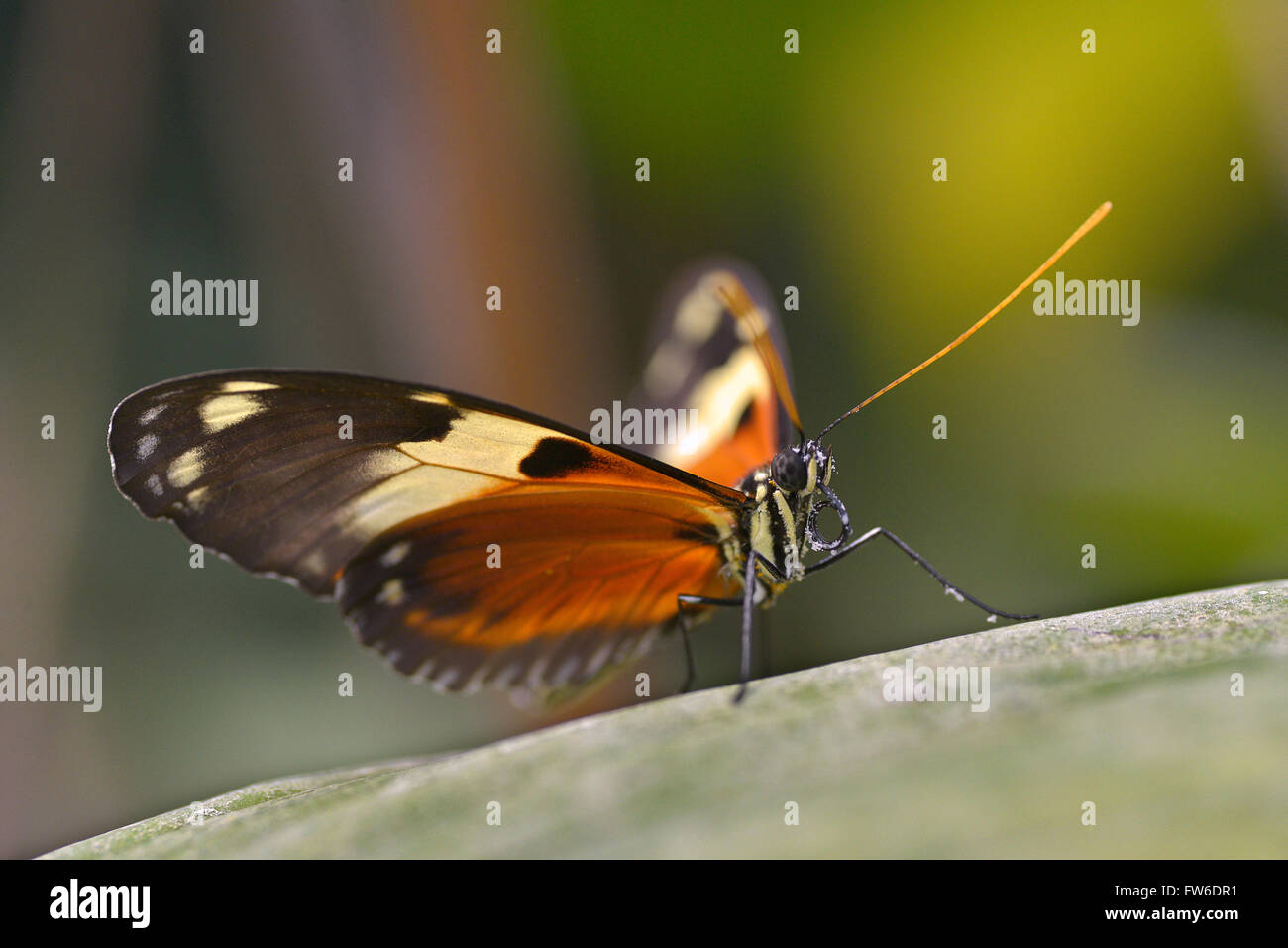 Makroaufnahme einer Nymphalidae Schmetterling auf Blatt Stockfoto