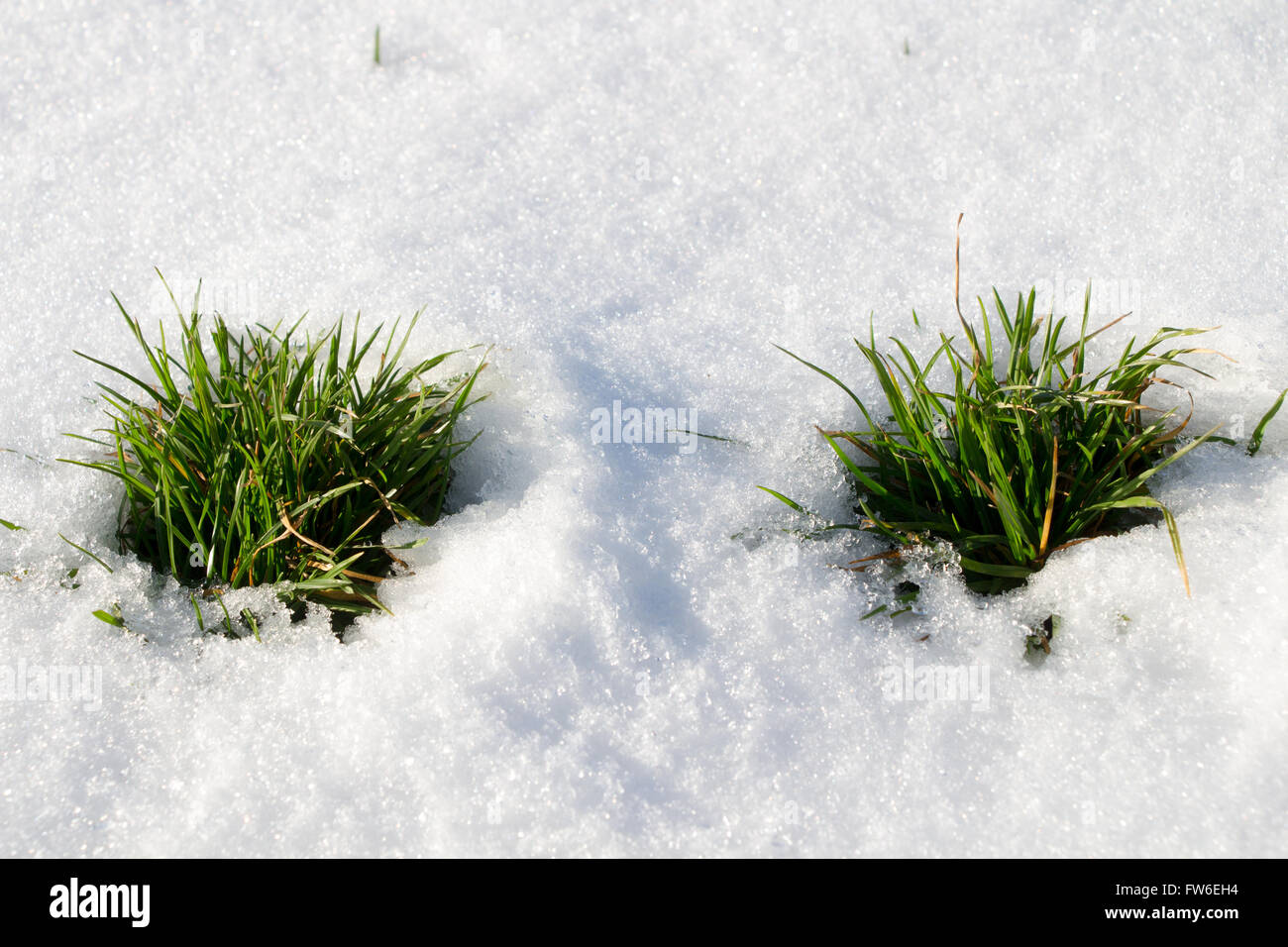 frische grüne Rasen auf dem Schnee Stockfoto