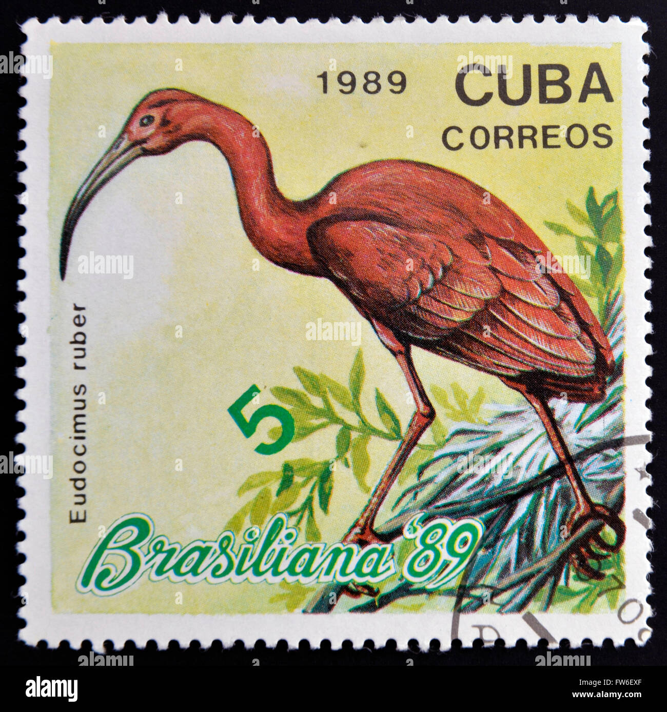 Kuba - CIRCA 1989: Eine Briefmarke gedruckt in Kuba, zeigt die exotischen Vogel, Eudocimus Rober, circa 1989 Stockfoto