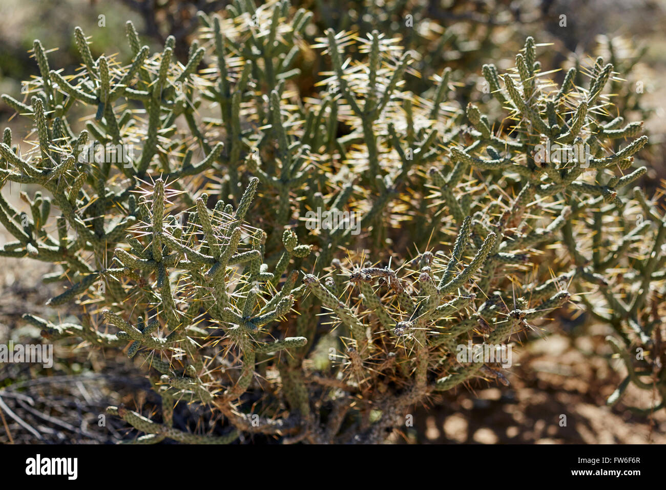 Wald von Cholla Kakteen im Joshua Tree National Park in der Nähe von Palm Springs, Kalifornien, USA Stockfoto