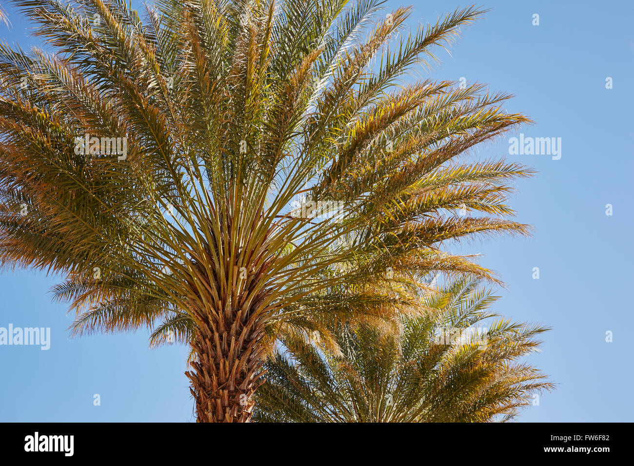 Datum-Anbau auf dem China Ranch Datum Bauernhof, Tecopa, Kalifornien, USA Stockfoto