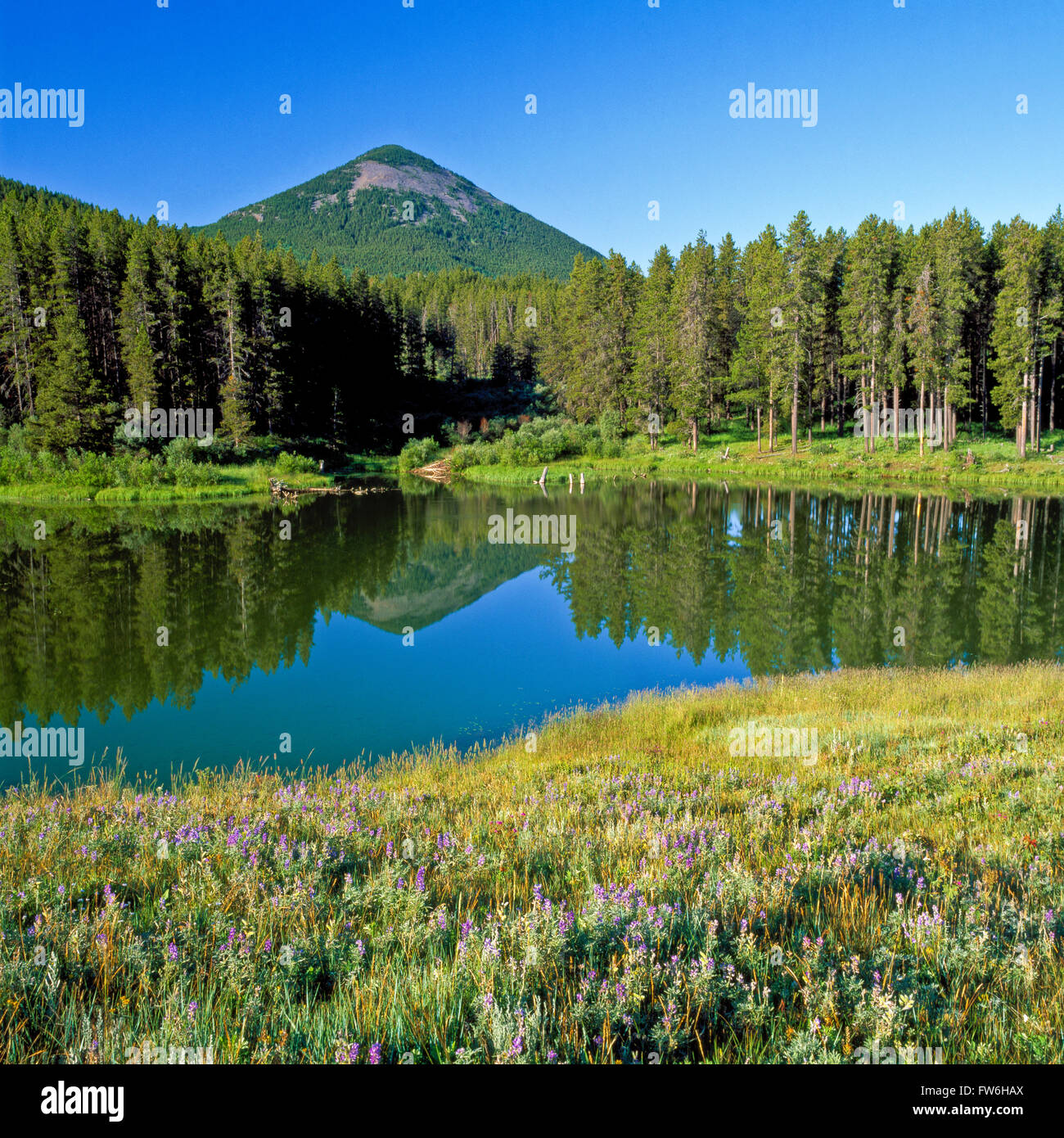 Teich unterhalb Baldy Mountain in die Bearpaw-Berge in der Nähe von rocky Boy, montana Stockfoto