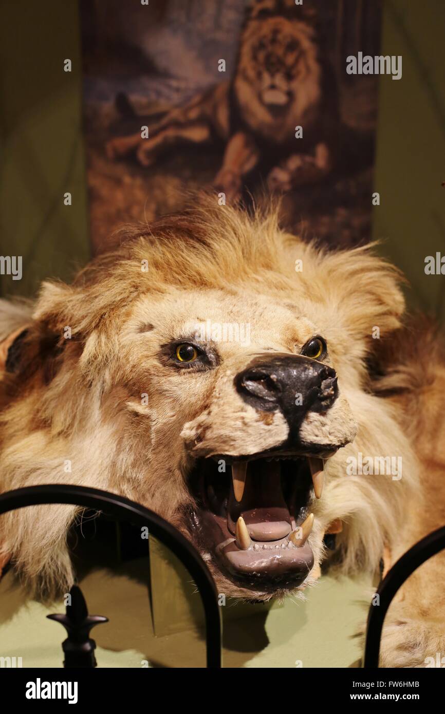 Ein ausgestopfter Löwe auf dem Display im Hennepin History Center in Minneapolis, Minnesota, USA. Stockfoto