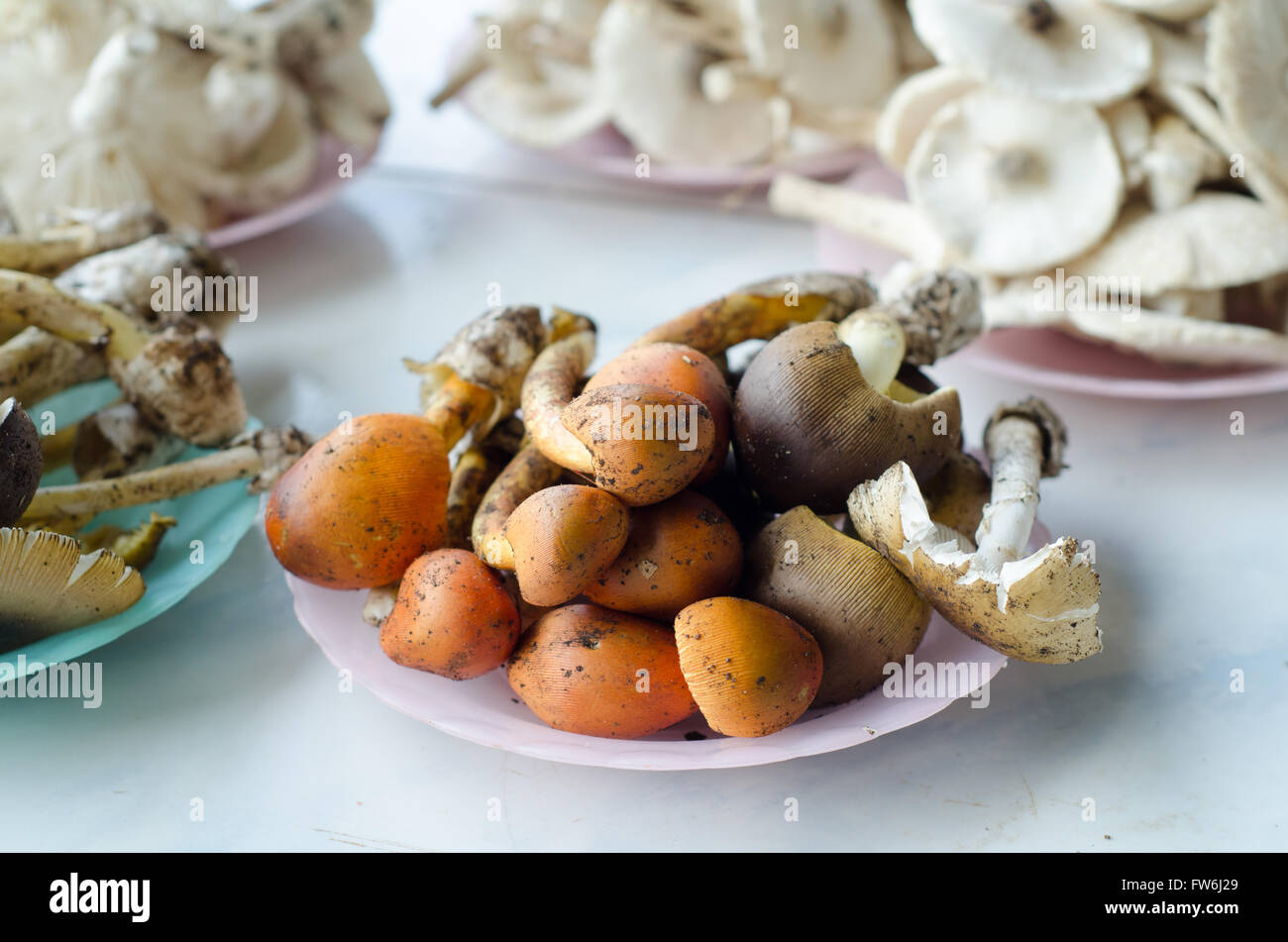 wilde Pilze verkaufen in Thailand zu vermarkten. Stockfoto
