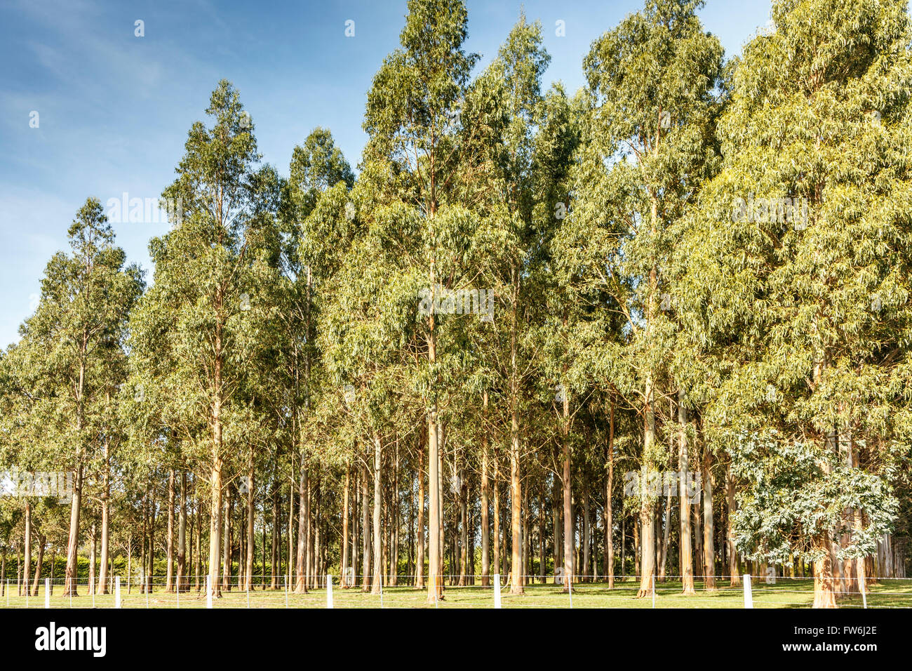 Eukalyptus Nitens Waldgrundstücks Plantage, Canterbury, Südinsel, Neuseeland, Ozeanien Stockfoto