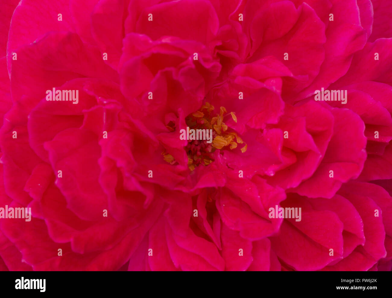 Damaszener Rose Petal Hintergrund Stockfoto