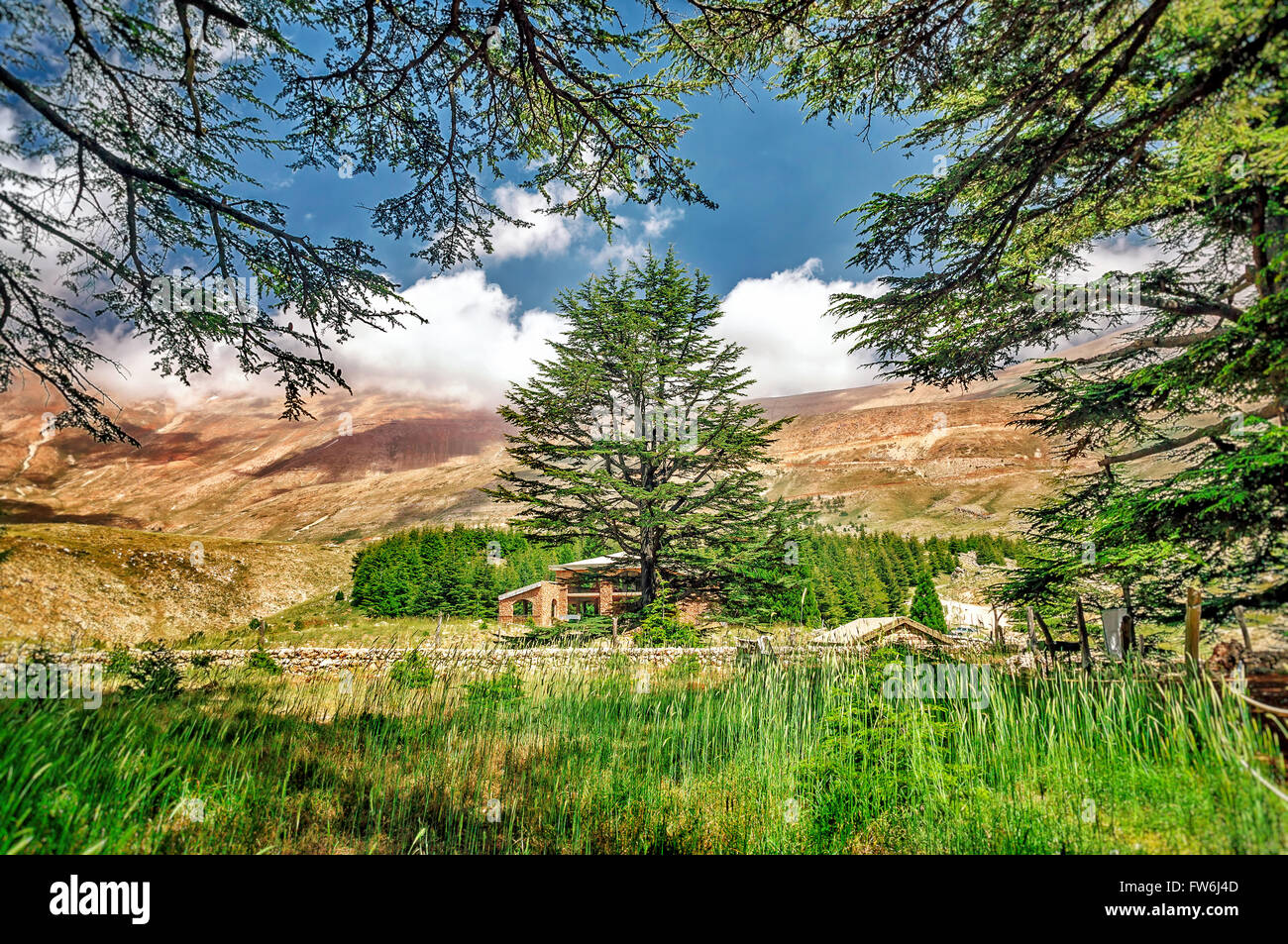 Zedern des Libanon, schönen alten Baum Zedernwald in den Bergen, erstaunlich, libanesische Natur, ruhige Landschaft Stockfoto