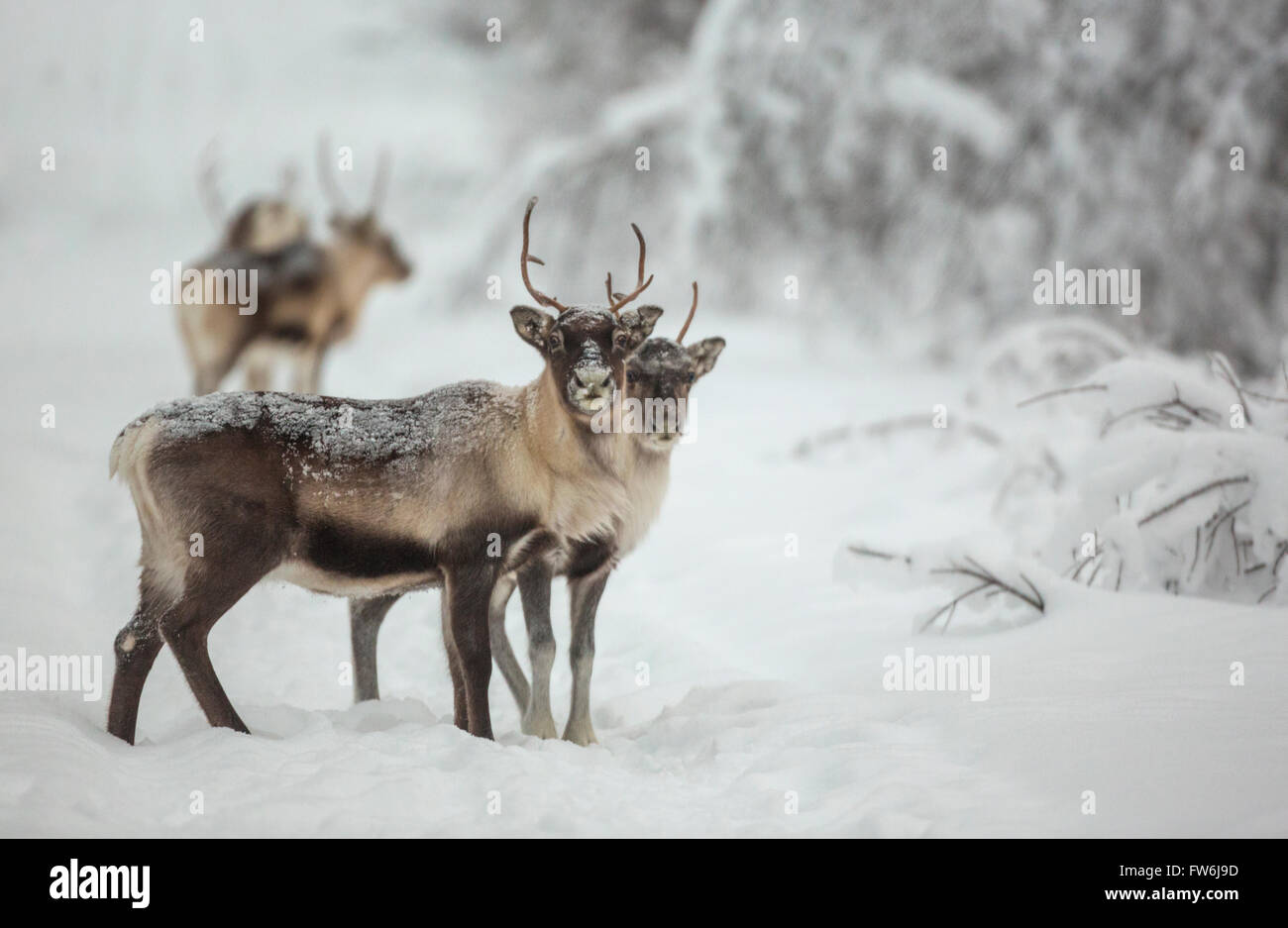 Rentier stehend im Wald in der Wintersaison auf der Kamera, Gällivare, Schwedisch Lappland, Schweden Stockfoto