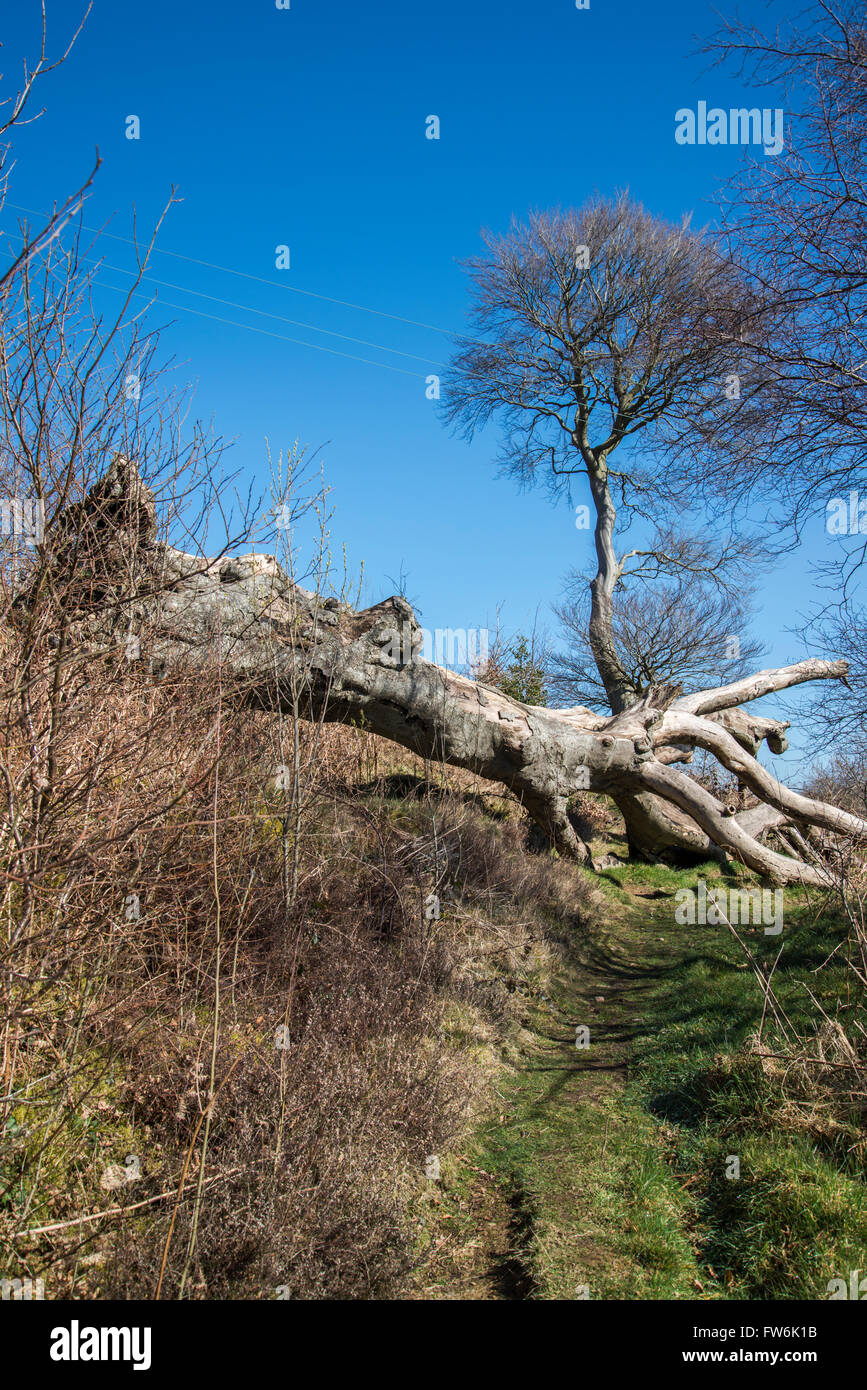Ein umgestürzter Baum blockiert einen Bergpfad. Stockfoto