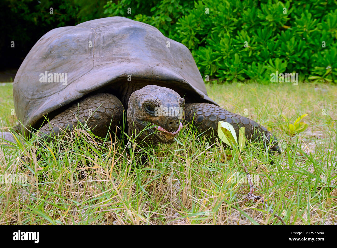 Aldabra-Riesenschildkroeten (Geochelone Gigantea), Endemisch, Insel Curieuse, Seychellen Stockfoto