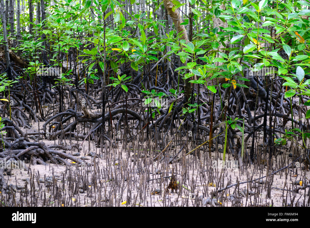 Mangroven (Avicennia Marina) Bei Ebbe, Insel Curieuse, Seychellen Stockfoto