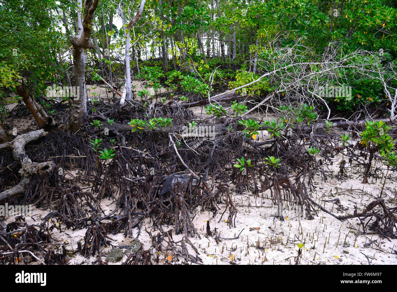 Mangroven (Avicennia Marina) Bei Ebbe, Insel Curieuse, Seychellen Stockfoto