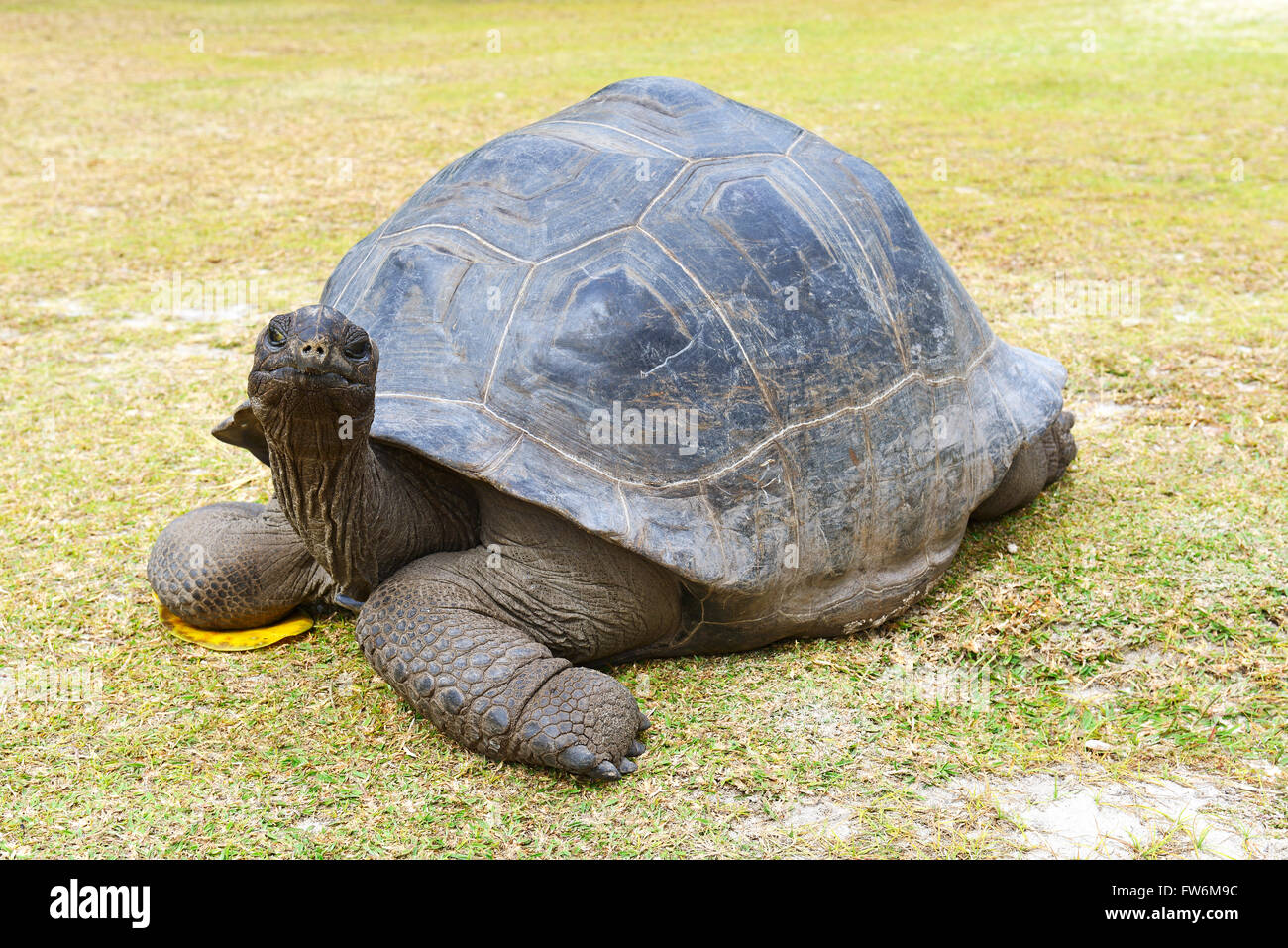 Aldabra-Riesenschildkroeten (Geochelone Gigantea), Endemisch, Insel Curieuse, Seychellen Stockfoto