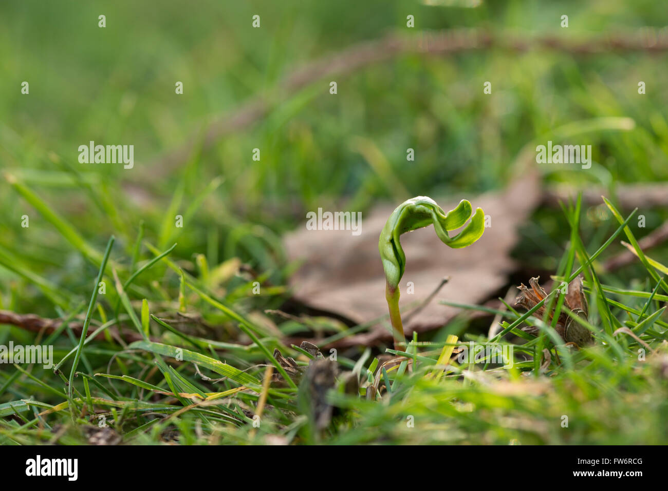 Neue Blätter, die aus einem einzigen Ahorn Baum Bäumchen schießen seed uncurling Schwellenländer in Wiese am Rande eines Waldes im Frühjahr Stockfoto