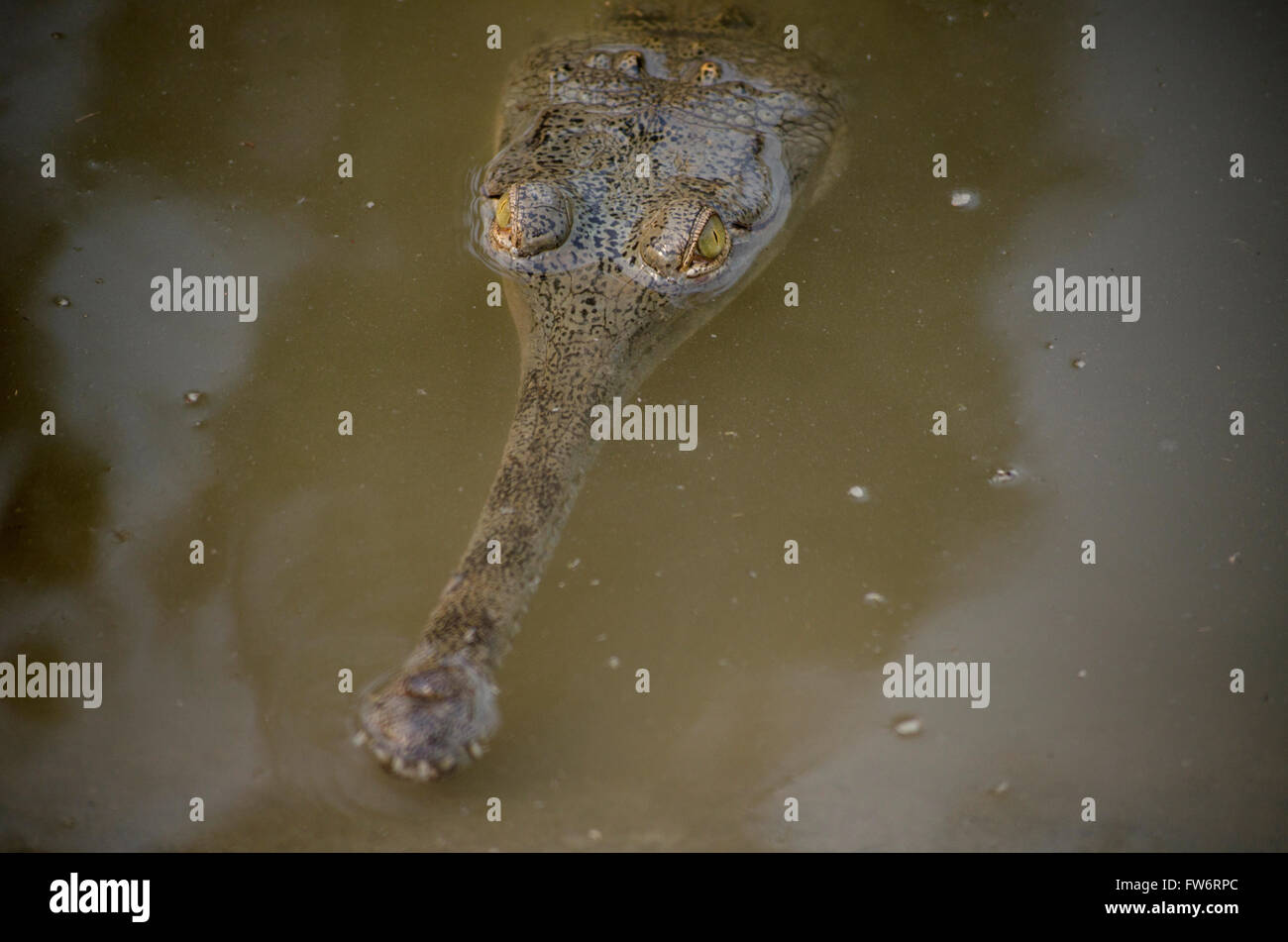 Junge Gharial Krokodil im Chitwan National Park Zucht Center in Nepal Stockfoto