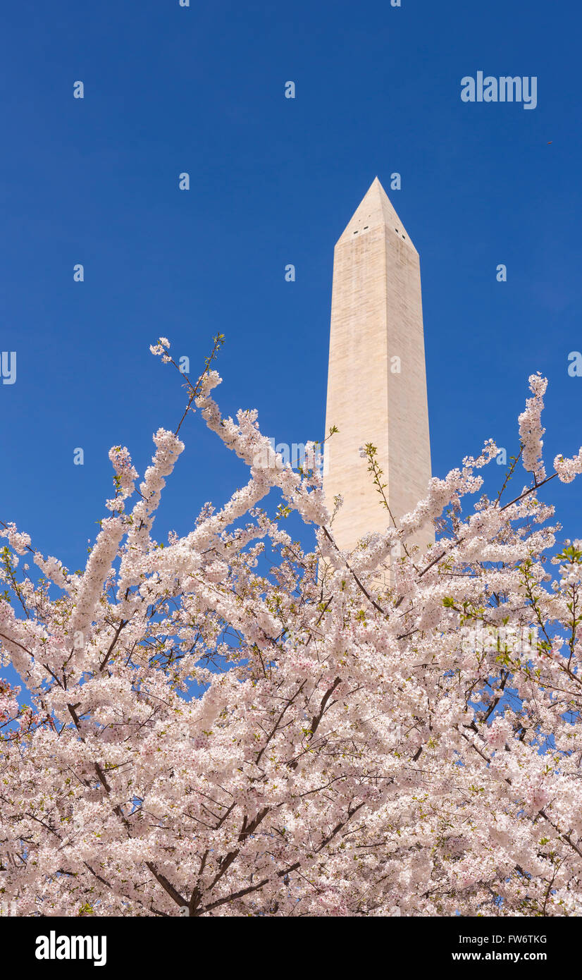 WASHINGTON, DC, USA - Kirschbäume Blüten und Washington Monument. Stockfoto