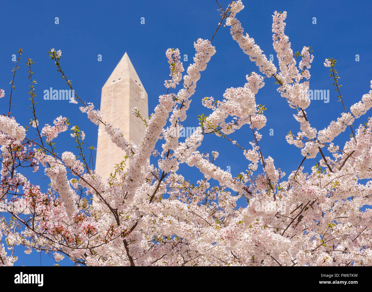 WASHINGTON, DC, USA - Kirschbäume Blüten und Washington Monument. Stockfoto