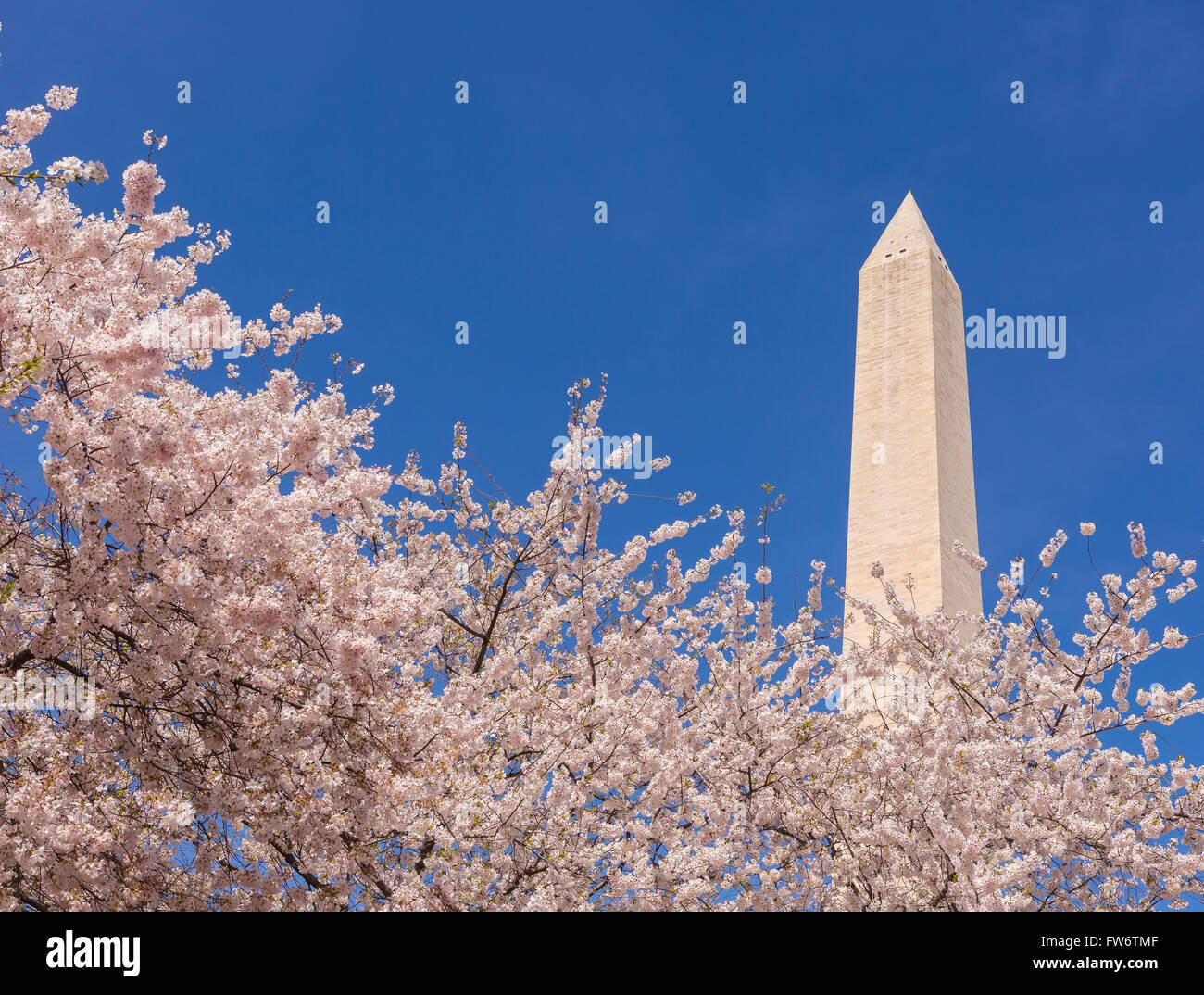 WASHINGTON, DC, USA - Kirschbäume Blüten und Washington Monument. Stockfoto
