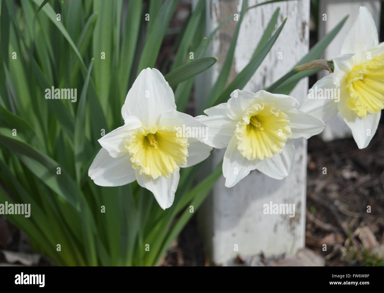 Post ein Bild von drei voll blühten weiße Narzissen mit einem einzigen weißen Zaun im Hintergrund. Stockfoto