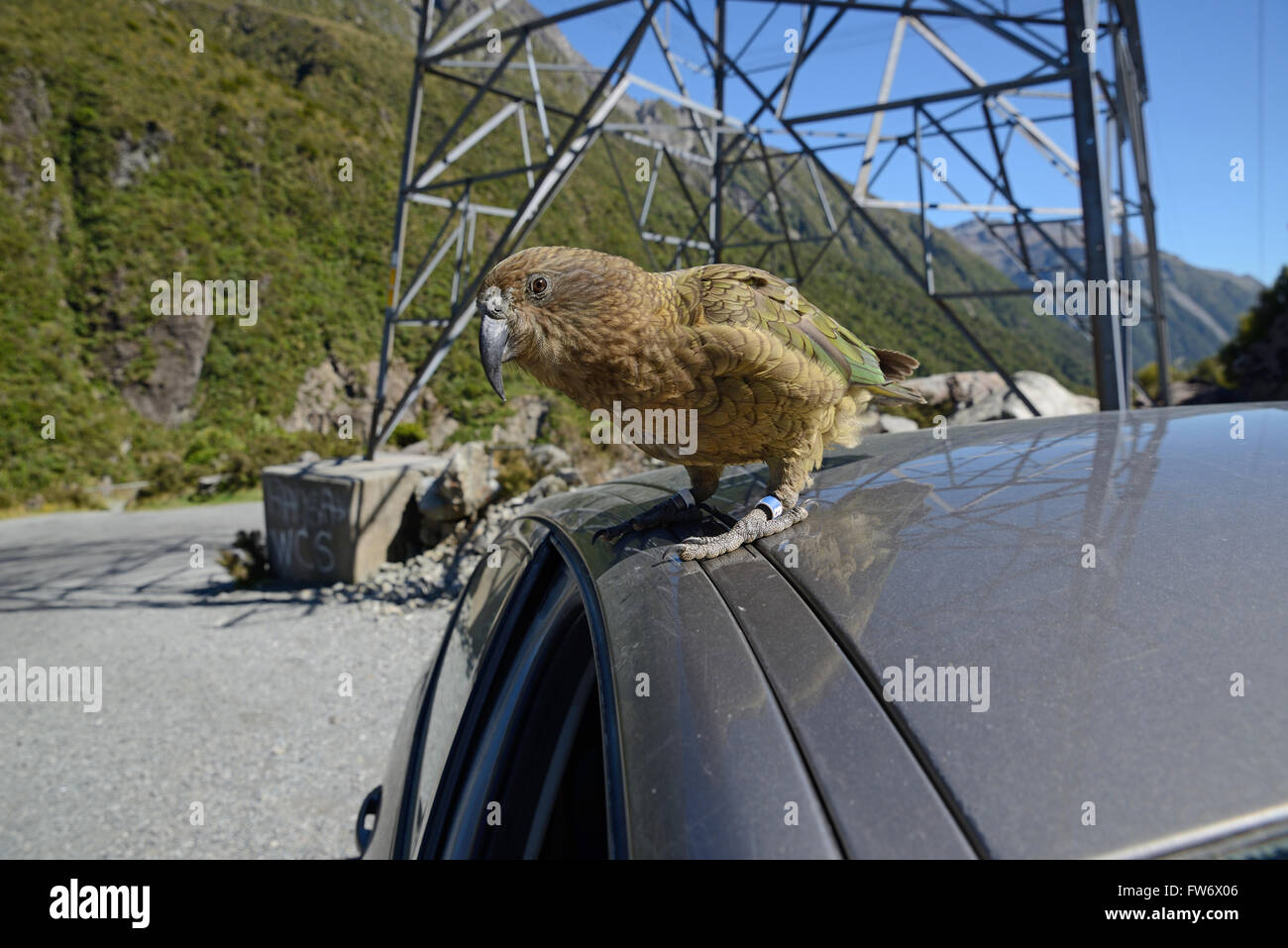 New Zealand alpine Papagei, der Kea, Nestor Notabilis, sitzt auf einem Auto am Arthurs Pass Nationalpark, zur Freude der Touristen Stockfoto