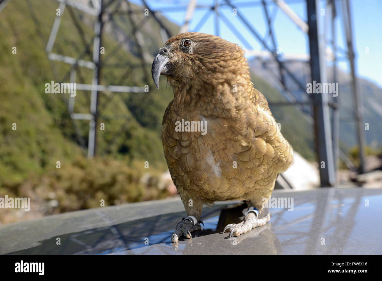 New Zealand alpine Papagei, der Kea, Nestor Notabilis, sitzt auf einem Auto am Arthurs Pass Nationalpark, zur Freude der Touristen Stockfoto