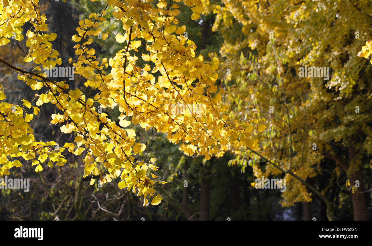 Der Wald der gelbe Ginkgo Baum leaf(leaves) closeup Stockfoto