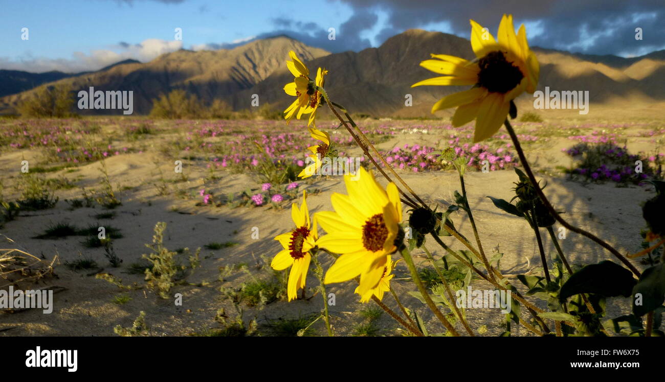 Sonnenblumen in den Vordergrund und lila rosa Frühlingsblumen in der Wüste Stockfoto